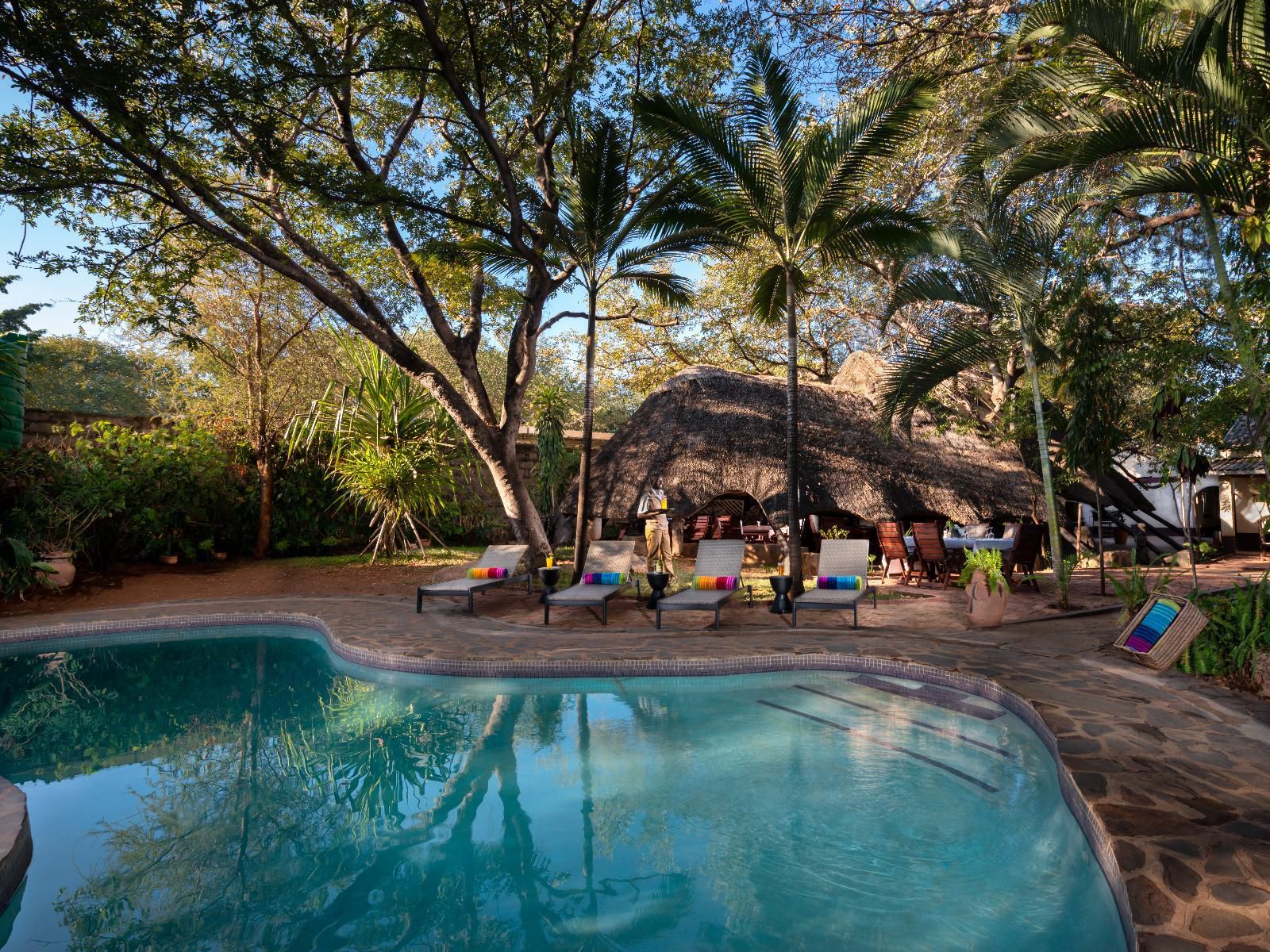 Pamusha Lodge, Palm Tree, Plant, Nature, Wood, Swimming Pool