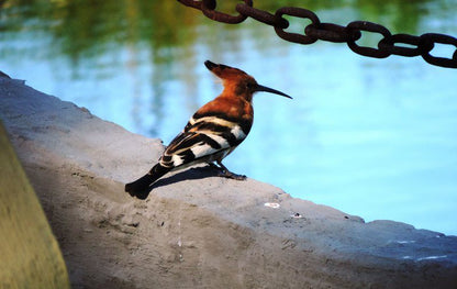 Panorama Guest House Franskraal Western Cape South Africa Bird, Animal