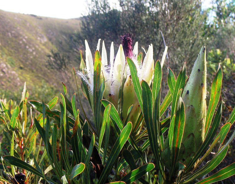 Panorama Guest House Franskraal Western Cape South Africa Plant, Nature
