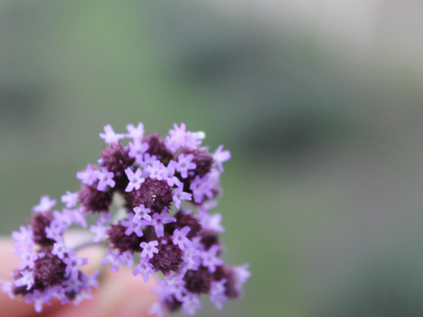 Pan'S Breeze Overnight Accommodation, Flower, Plant, Nature, Lavender, Bokeh