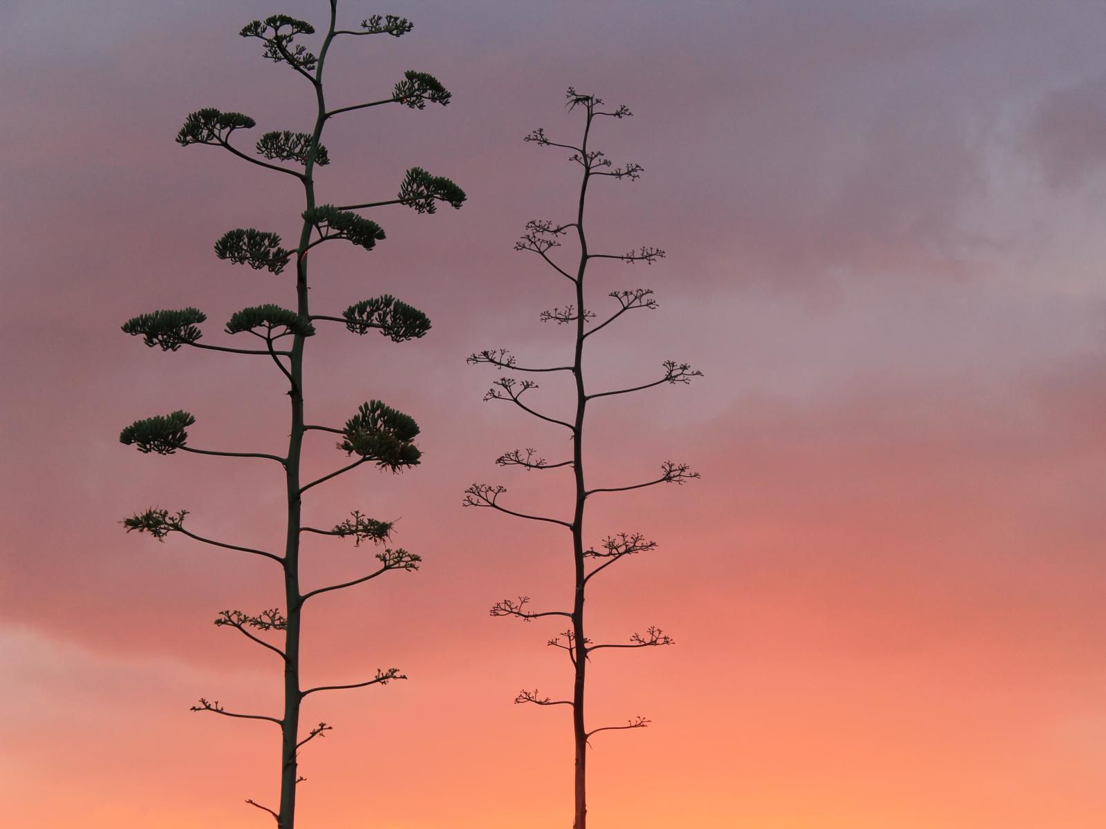 Pan'S Breeze Overnight Accommodation, Plant, Nature, Silhouette, Sky, Tree, Wood