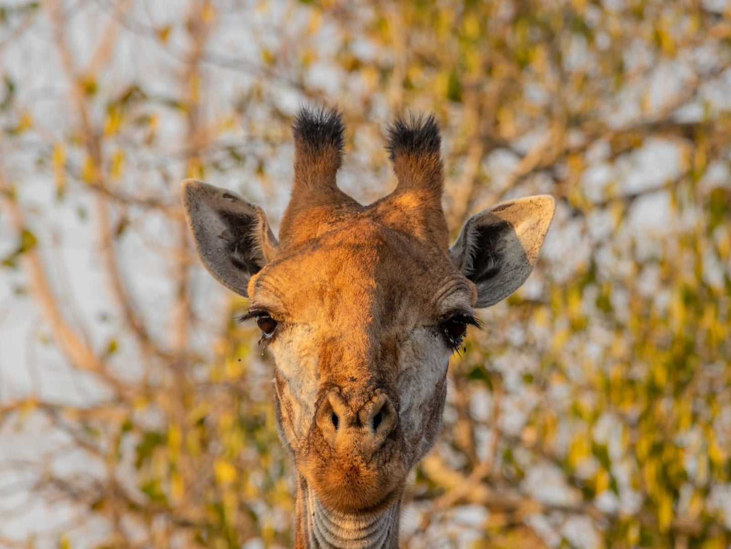 Panzi Lodge Thornybush Game Reserve Mpumalanga South Africa Sepia Tones, Giraffe, Mammal, Animal, Herbivore