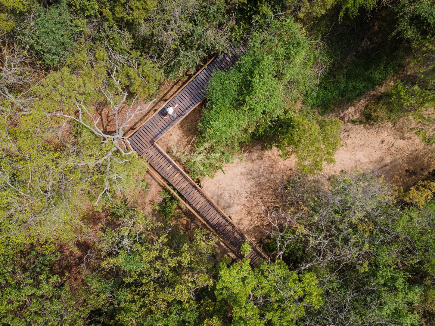 Panzi Lodge Thornybush Game Reserve Mpumalanga South Africa Bridge, Architecture, Forest, Nature, Plant, Tree, Wood, Railroad, Leading Lines