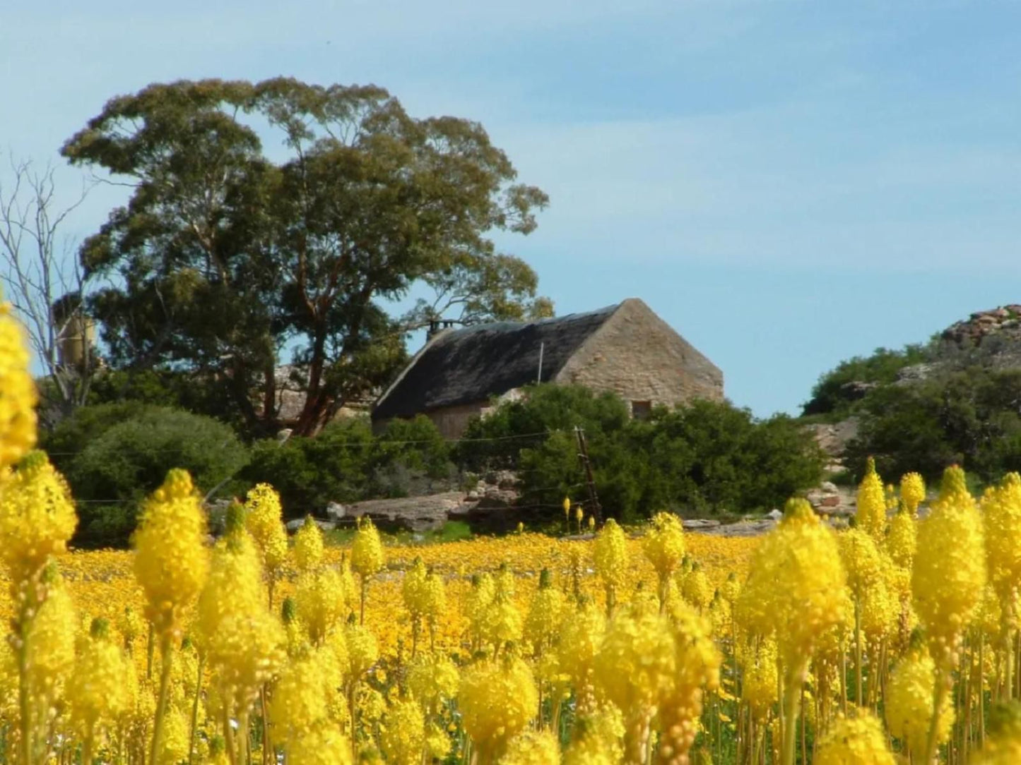 Papkuilsfontein Guest Farm Nieuwoudtville Northern Cape South Africa Complementary Colors, Building, Architecture, Field, Nature, Agriculture, Plant, Canola