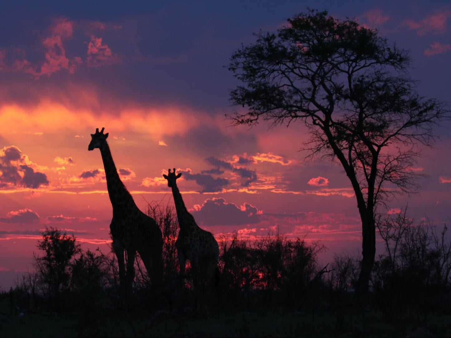 Paradise River Lodge, Giraffe, Mammal, Animal, Herbivore, Silhouette