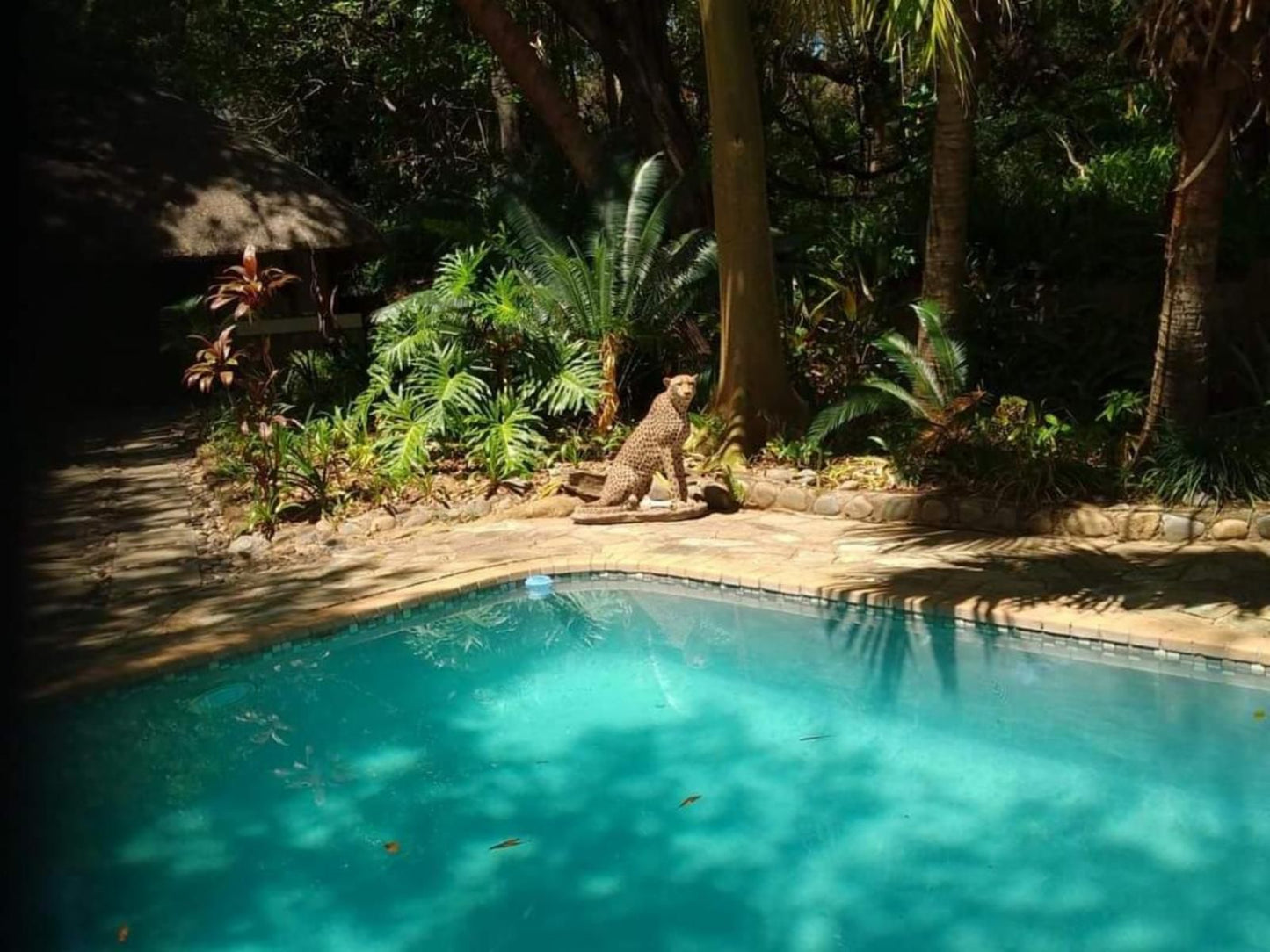 Paradise River Lodge, Palm Tree, Plant, Nature, Wood, Garden, Swimming Pool