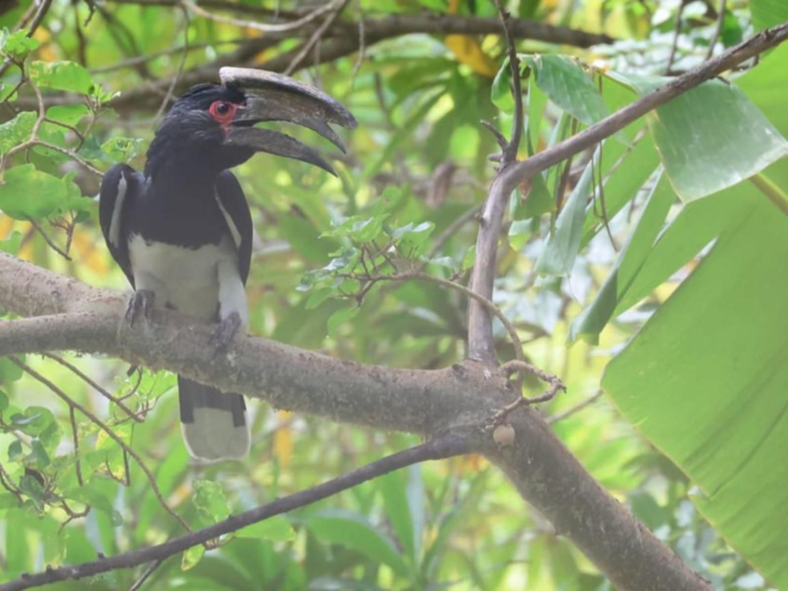 Paradise River Lodge, Kingfisher, Bird, Animal