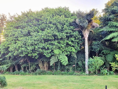 Paradise View Guesthouse Graskop Mpumalanga South Africa Palm Tree, Plant, Nature, Wood, Tree, Garden
