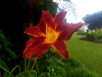 Paradise View Guesthouse Graskop Mpumalanga South Africa Flower, Plant, Nature, Lily