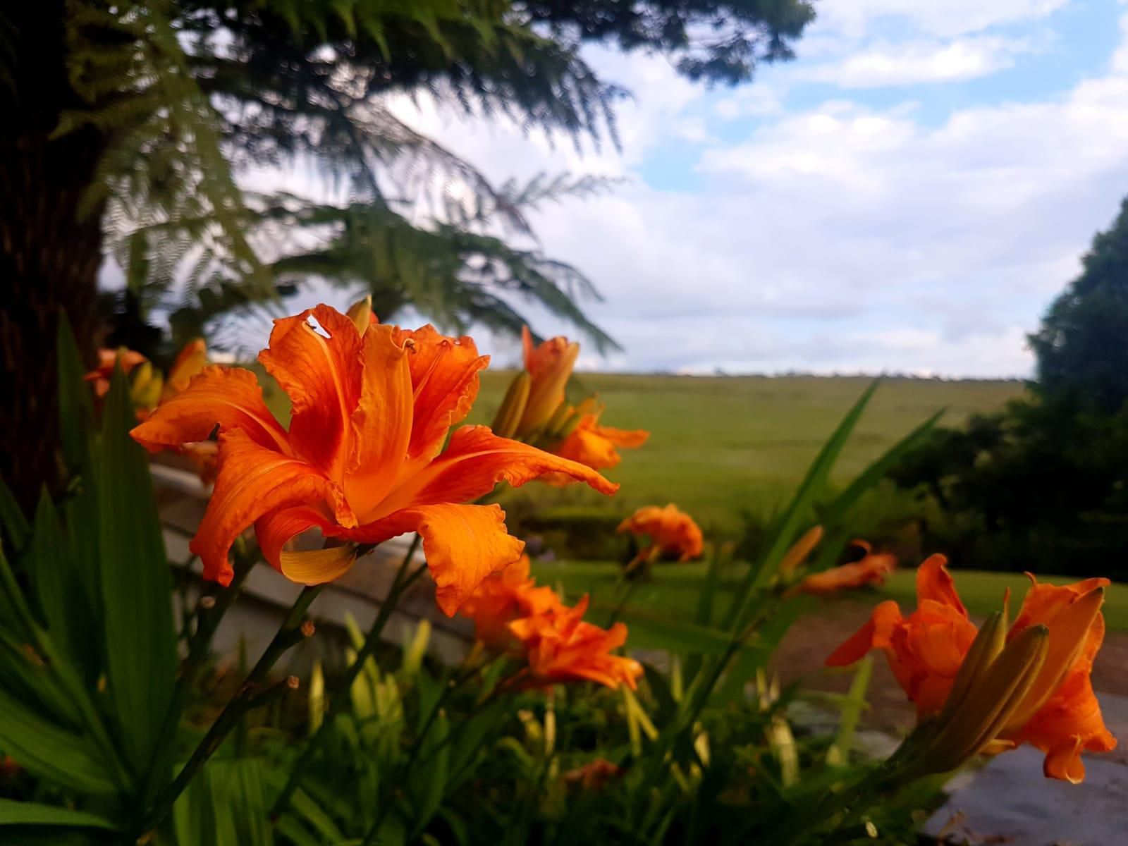 Paradise View Guesthouse Graskop Mpumalanga South Africa Complementary Colors, Colorful, Flower, Plant, Nature