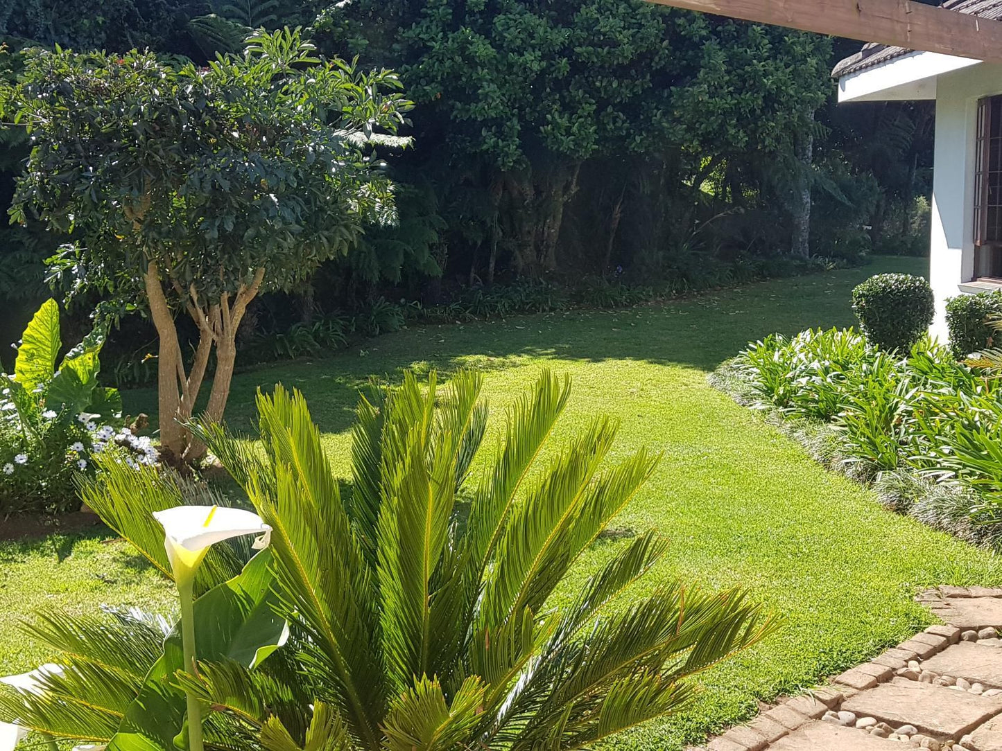 Paradise View Guesthouse Graskop Mpumalanga South Africa Palm Tree, Plant, Nature, Wood, Garden