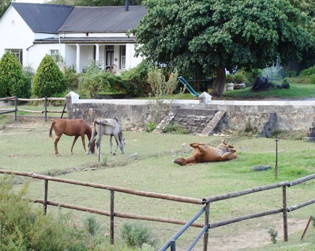 Paradise Cottage Franschhoek Western Cape South Africa Horse, Mammal, Animal, Herbivore
