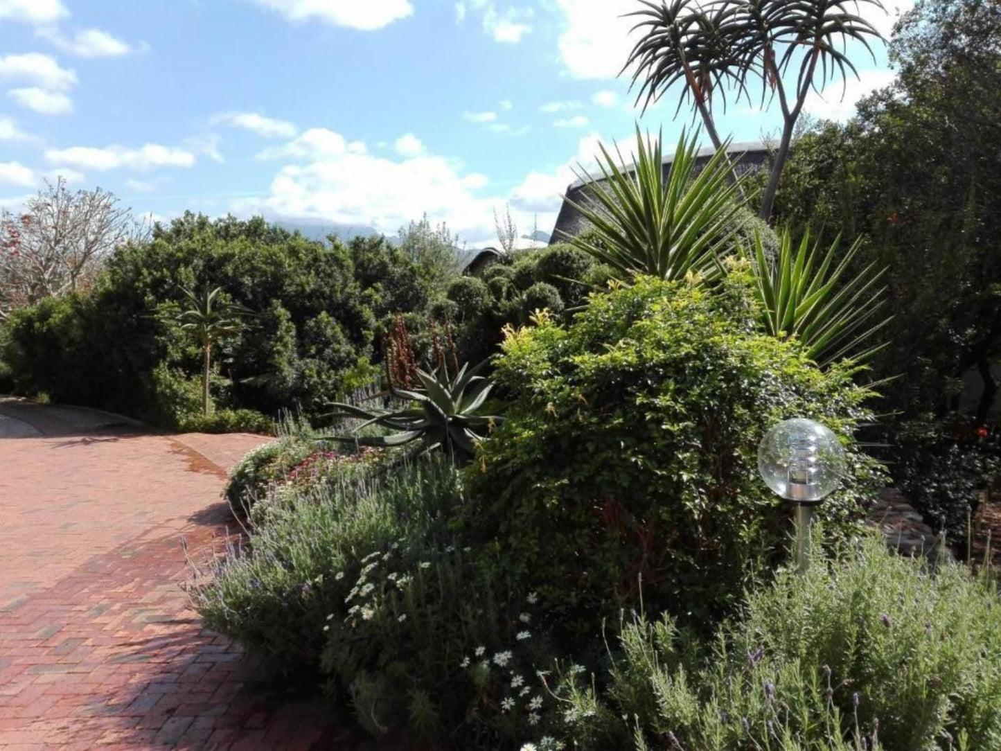 Paradise Cove Country House Victoria Heights Victoria Bay Western Cape South Africa Palm Tree, Plant, Nature, Wood, Garden