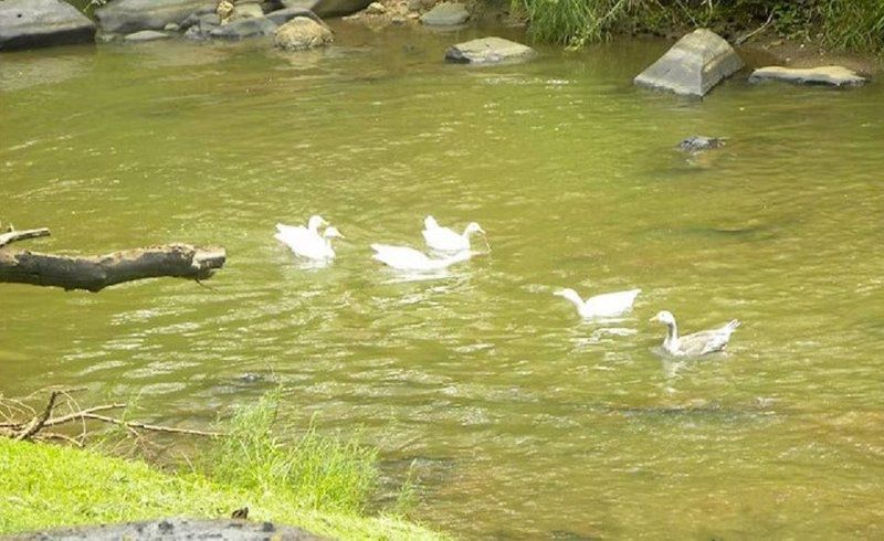 Paradise Village Skeerpoort Hartbeespoort North West Province South Africa Swan, Bird, Animal, River, Nature, Waters