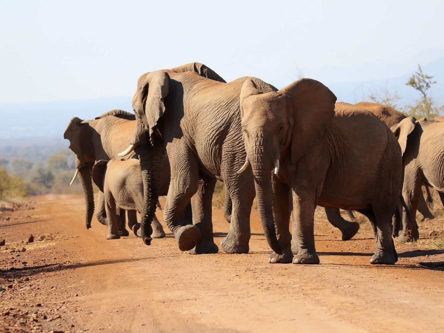 Parsons Hilltop Safari Camp Hoedspruit Limpopo Province South Africa Elephant, Mammal, Animal, Herbivore