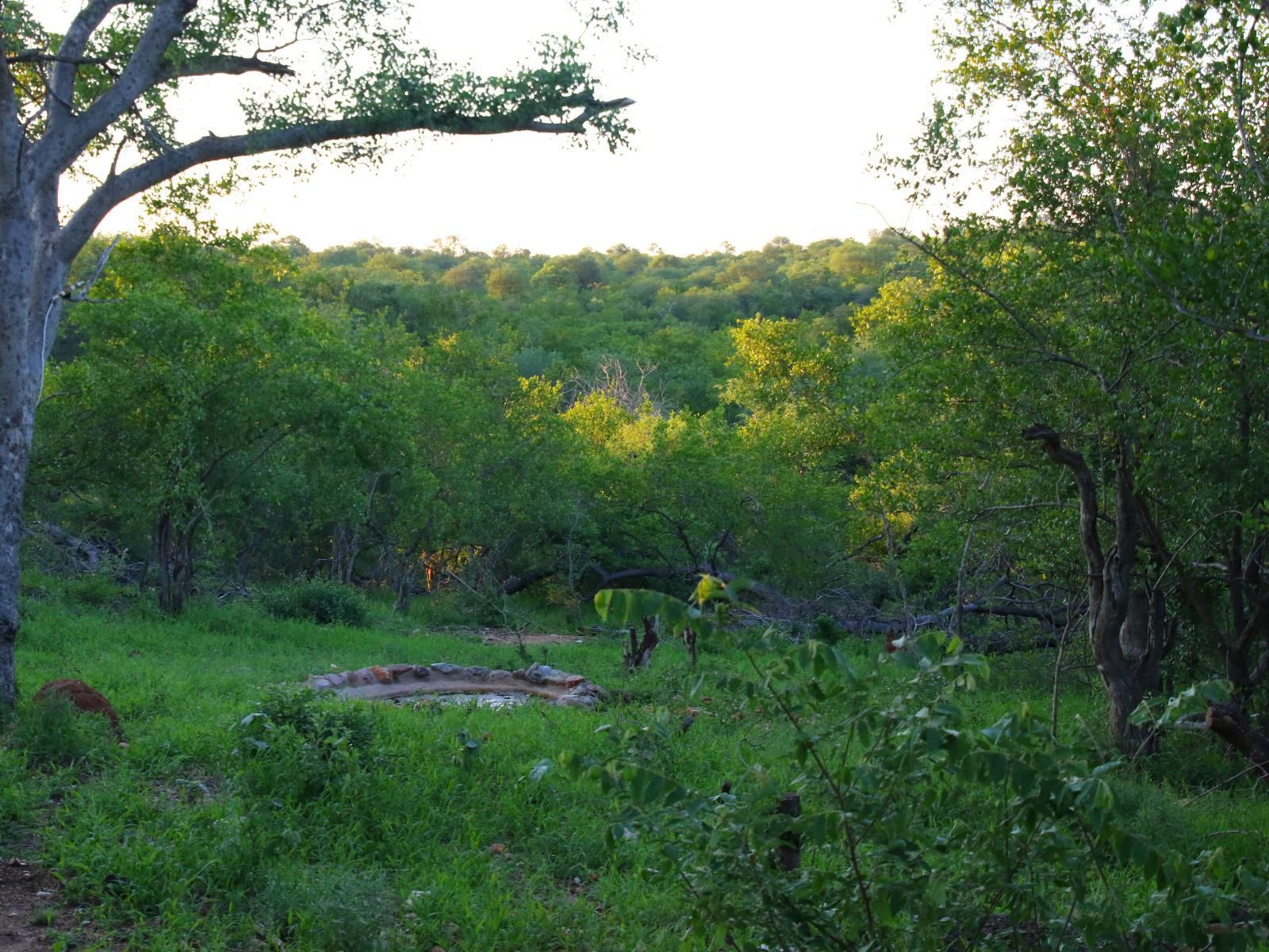Parsons Hilltop Safari Camp Hoedspruit Limpopo Province South Africa Forest, Nature, Plant, Tree, Wood