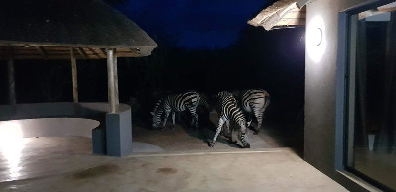 Pata Pata House Marloth Park Mpumalanga South Africa Zebra, Mammal, Animal, Herbivore, Tiger, Big Cat, Predator