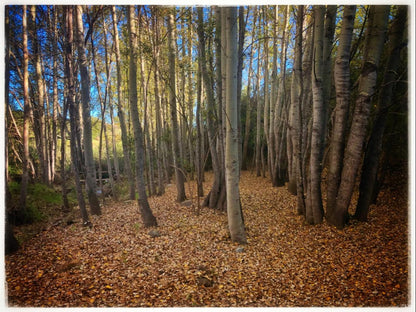 Pat Busch Mountain Reserve Robertson Western Cape South Africa Forest, Nature, Plant, Tree, Wood, Autumn