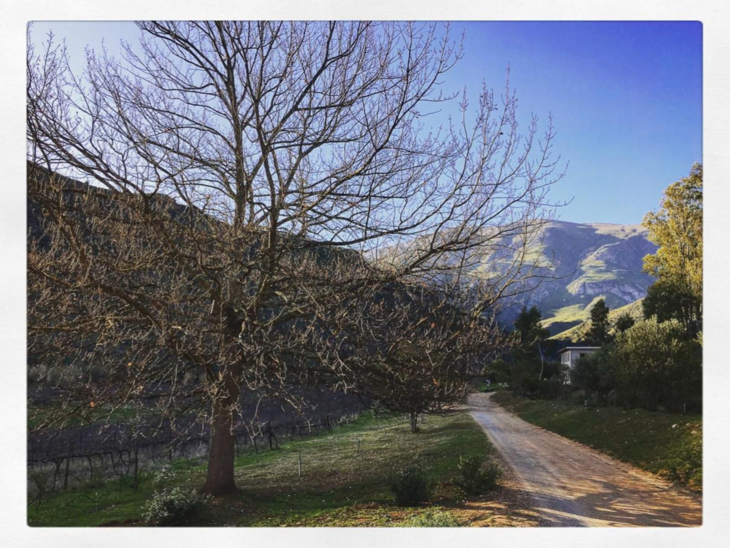 Pat Busch Mountain Reserve Robertson Western Cape South Africa Tree, Plant, Nature, Wood