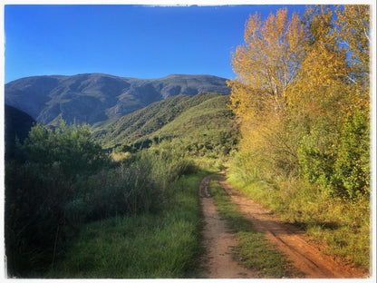 Pat Busch Mountain Reserve Robertson Western Cape South Africa Complementary Colors, Tree, Plant, Nature, Wood, Street