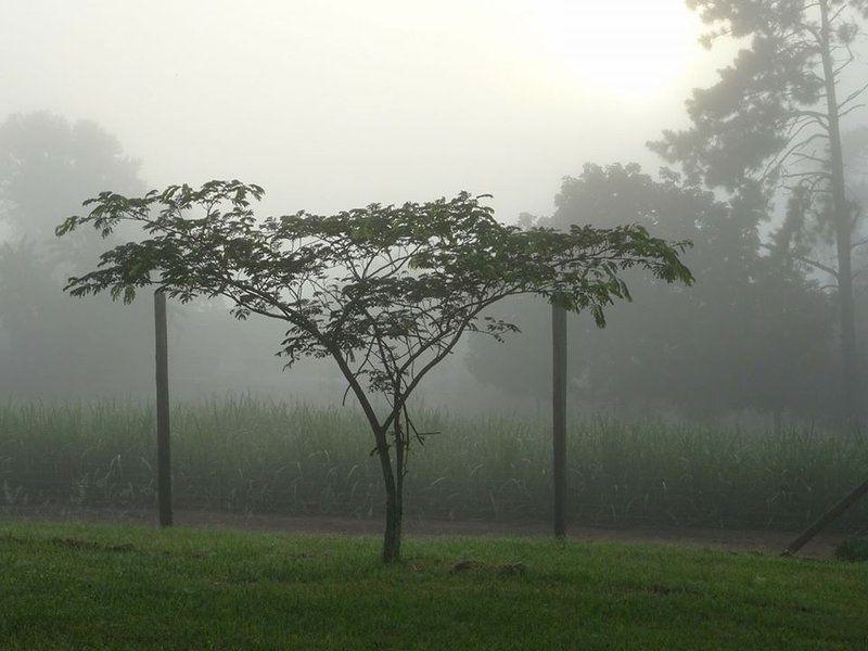 Fog, Nature, Tree, Plant, Wood, Pathways Country Yoga Retreat, Eston, Eston