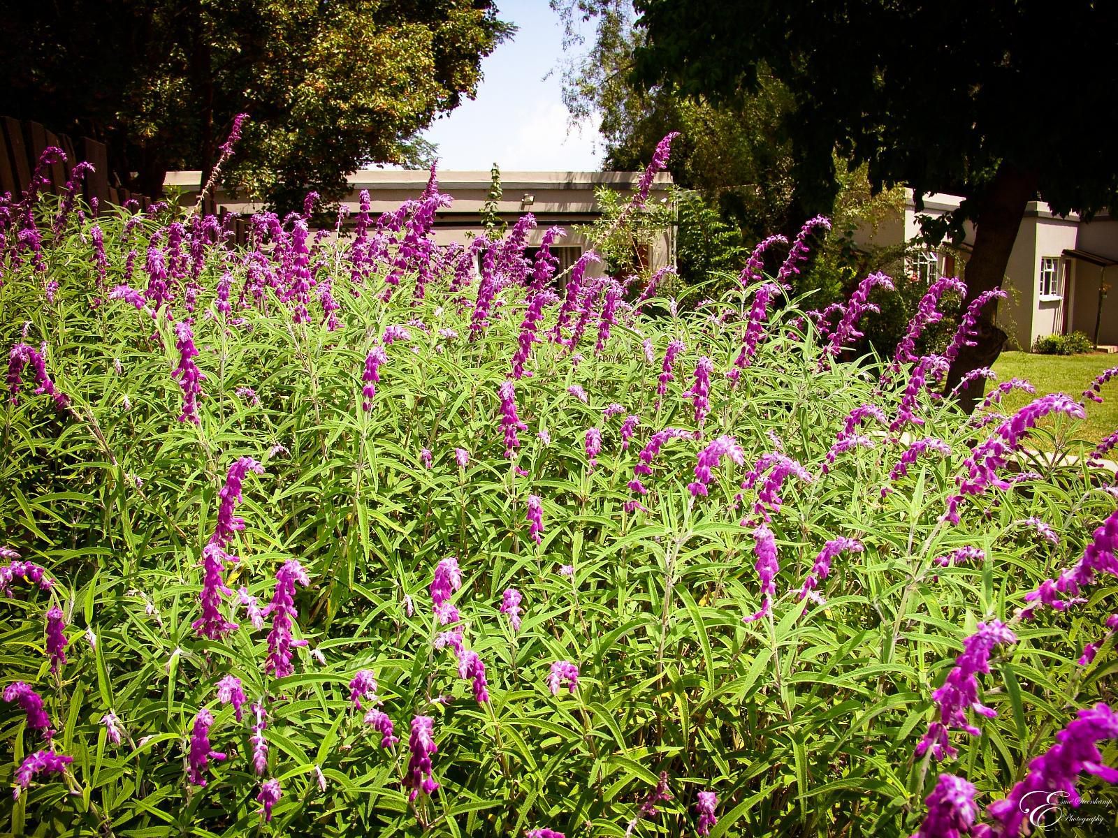 Patterson Bandb Newcastle Central Newcastle Kwazulu Natal South Africa Lavender, Nature, Plant, Garden