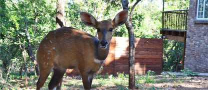 Paulandi Leeupoort Leeupoort Vakansiedorp Limpopo Province South Africa Animal