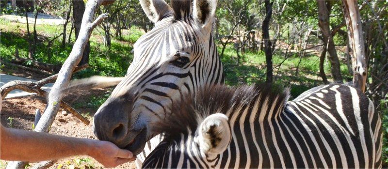 Paulandi Leeupoort Leeupoort Vakansiedorp Limpopo Province South Africa Zebra, Mammal, Animal, Herbivore