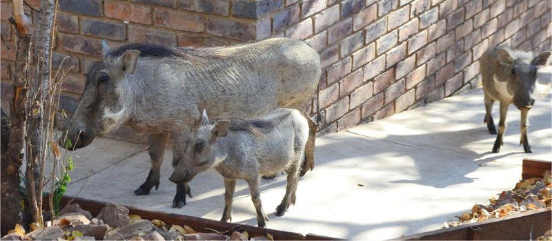 Paulandi Leeupoort Leeupoort Vakansiedorp Limpopo Province South Africa Animal