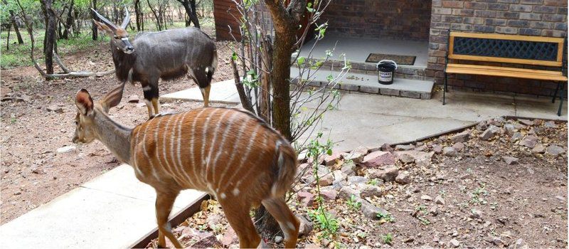 Paulandi Leeupoort Leeupoort Vakansiedorp Limpopo Province South Africa Animal