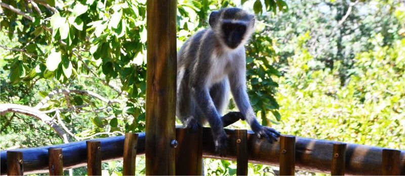 Paulandi Leeupoort Leeupoort Vakansiedorp Limpopo Province South Africa Primate, Mammal, Animal