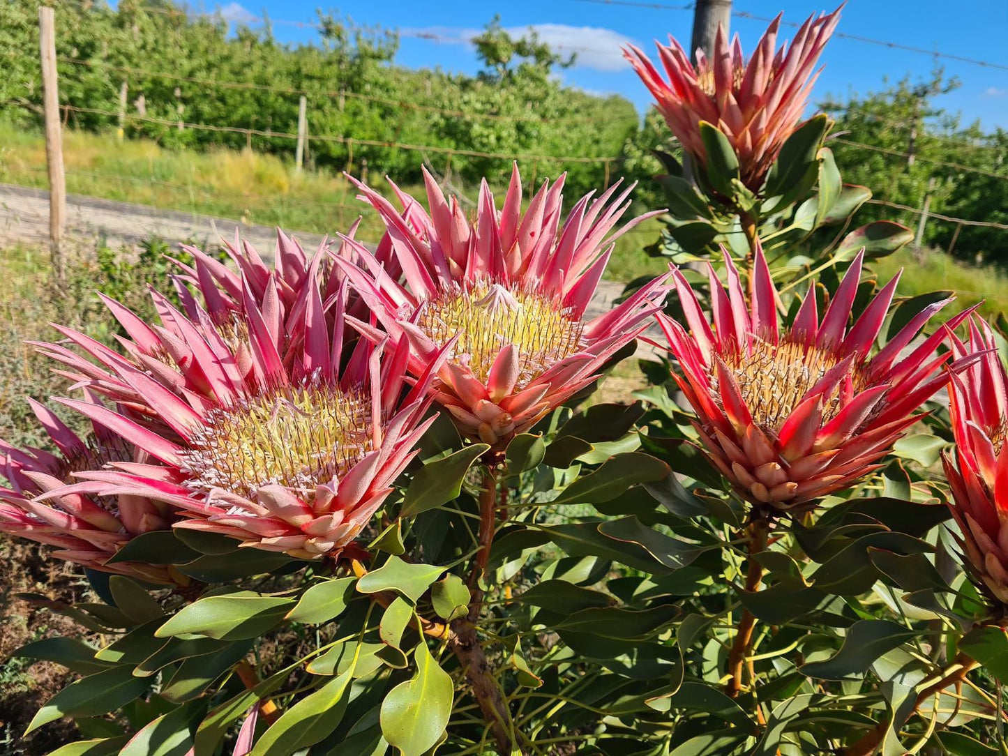 Paul Wallace Wines And Guest Cottages Elgin Western Cape South Africa Colorful, Plant, Nature