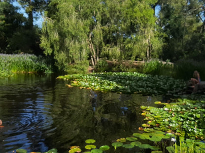 Peace Of Eden Vegan Nature Lodge Phantom Acres Knysna Western Cape South Africa Plant, Nature, River, Waters, Garden