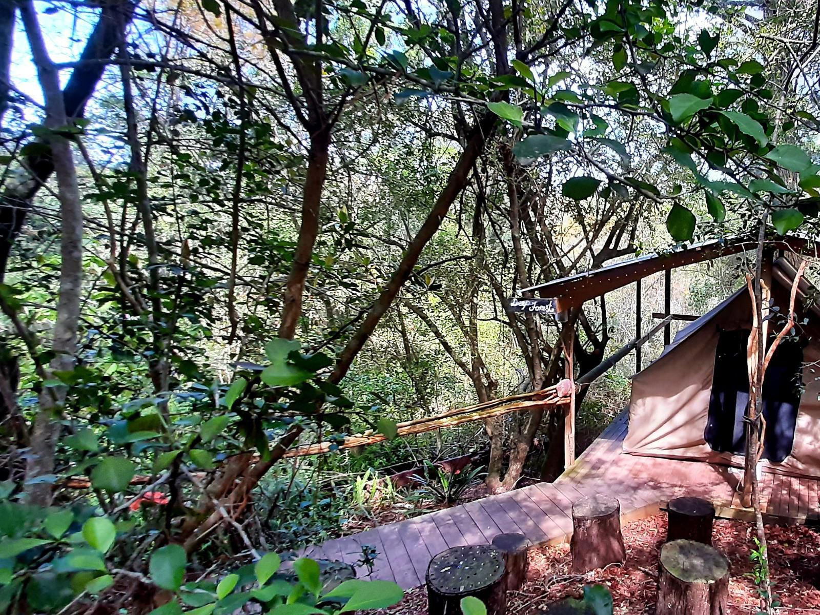 Peace Of Eden Vegan Nature Lodge Phantom Acres Knysna Western Cape South Africa Forest, Nature, Plant, Tree, Wood