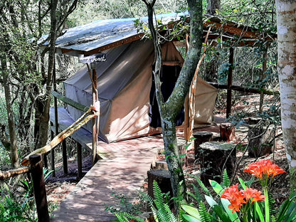 Deep Forest Tent @ Peace Of Eden, Vegan Nature Lodge