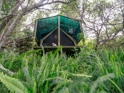 Morning Star Forest Tent @ Peace Of Eden, Vegan Nature Lodge