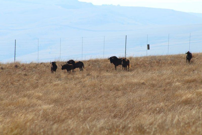 Pebble Creek Dullstroom Mpumalanga South Africa Complementary Colors, Cow, Mammal, Animal, Agriculture, Farm Animal, Herbivore, Bison, Field, Nature, Lowland