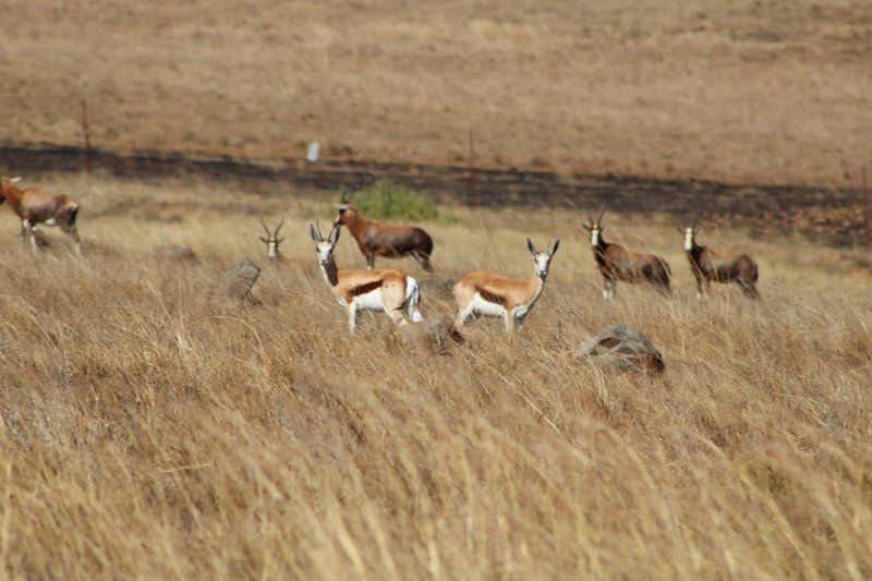 Pebble Creek Dullstroom Mpumalanga South Africa Sepia Tones, Deer, Mammal, Animal, Herbivore