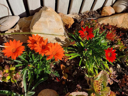 Pebbles & Sunsets, Flower, Plant, Nature, Garden