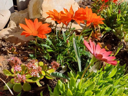 Pebbles & Sunsets, Colorful, Flower, Plant, Nature, Garden