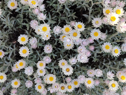 Pebbles Beach Cottage Schoenmakerskop Port Elizabeth Eastern Cape South Africa Selective Color, Daisy, Flower, Plant, Nature