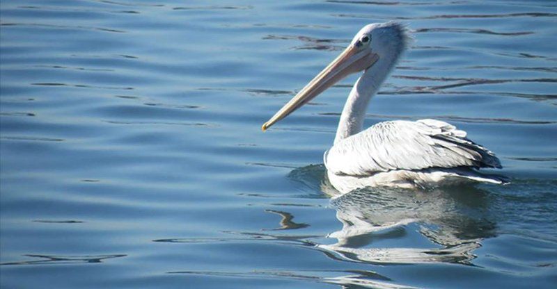 Pelican Beach House Grotto Bay Western Cape South Africa Pelican, Bird, Animal