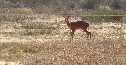 Pelican Beach House Grotto Bay Western Cape South Africa Deer, Mammal, Animal, Herbivore