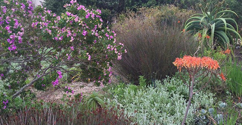 Pelican Beach House Grotto Bay Western Cape South Africa Plant, Nature, Garden