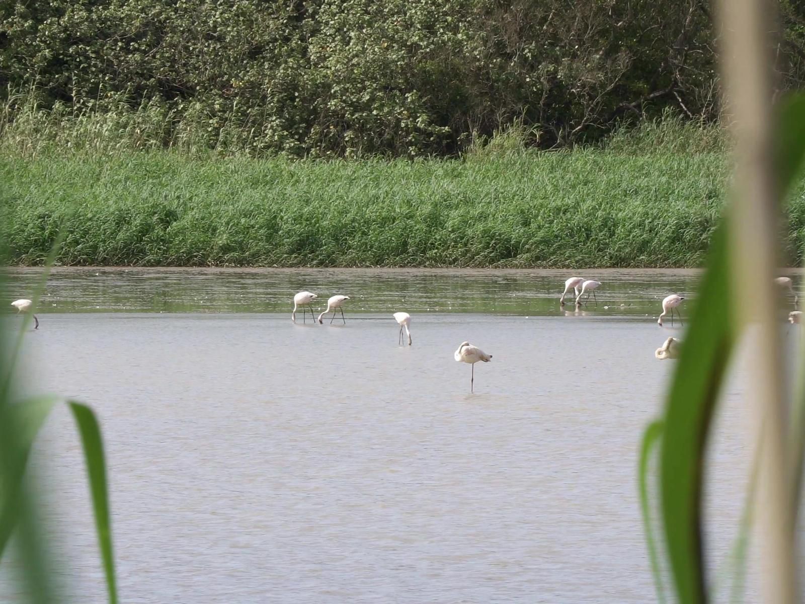 Pelicans Pad St Lucia St Lucia Kwazulu Natal South Africa Bird, Animal, Lake, Nature, Waters