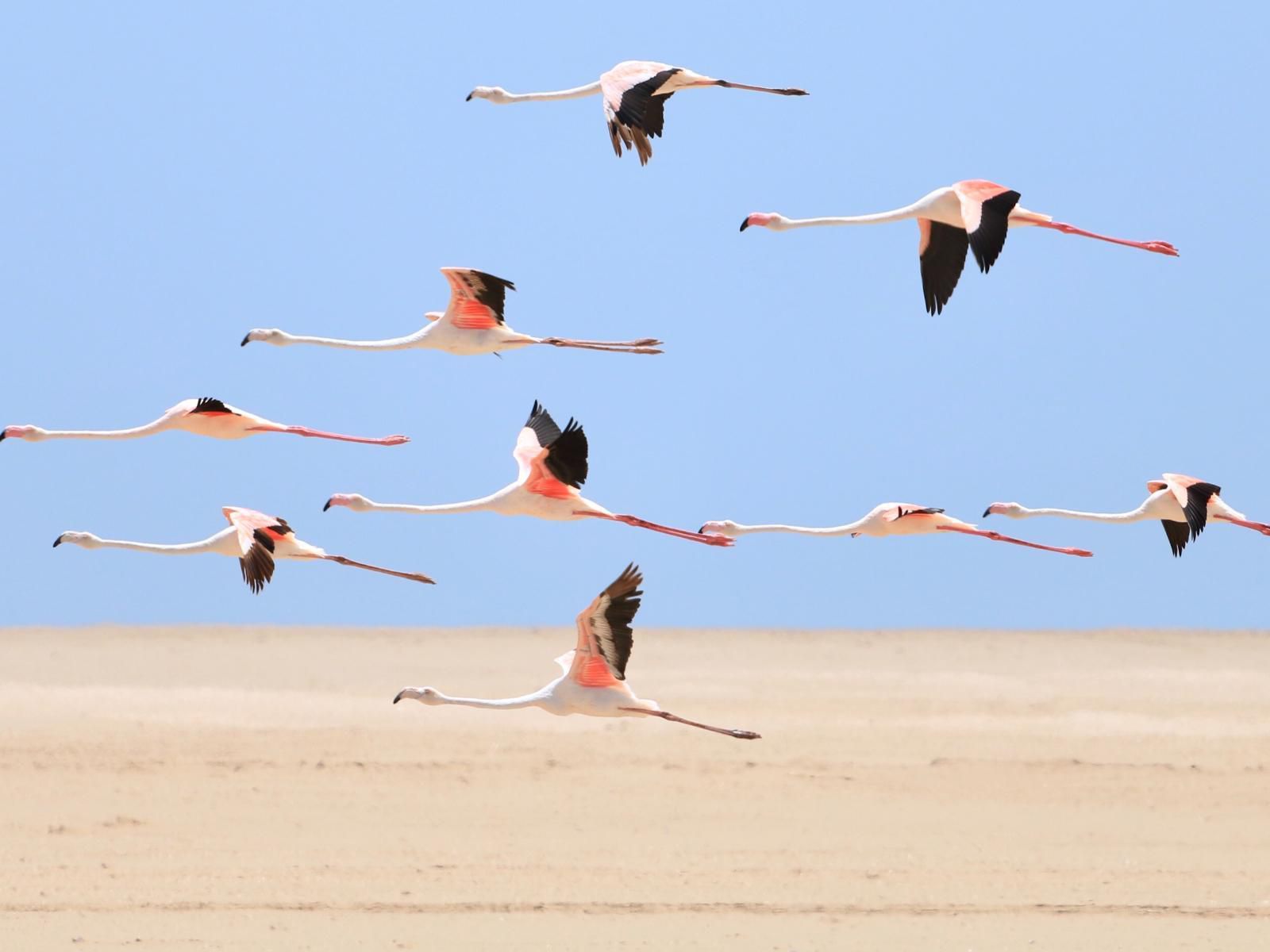 Pelican Point Lodge, Colorful, Bright, Bird, Animal