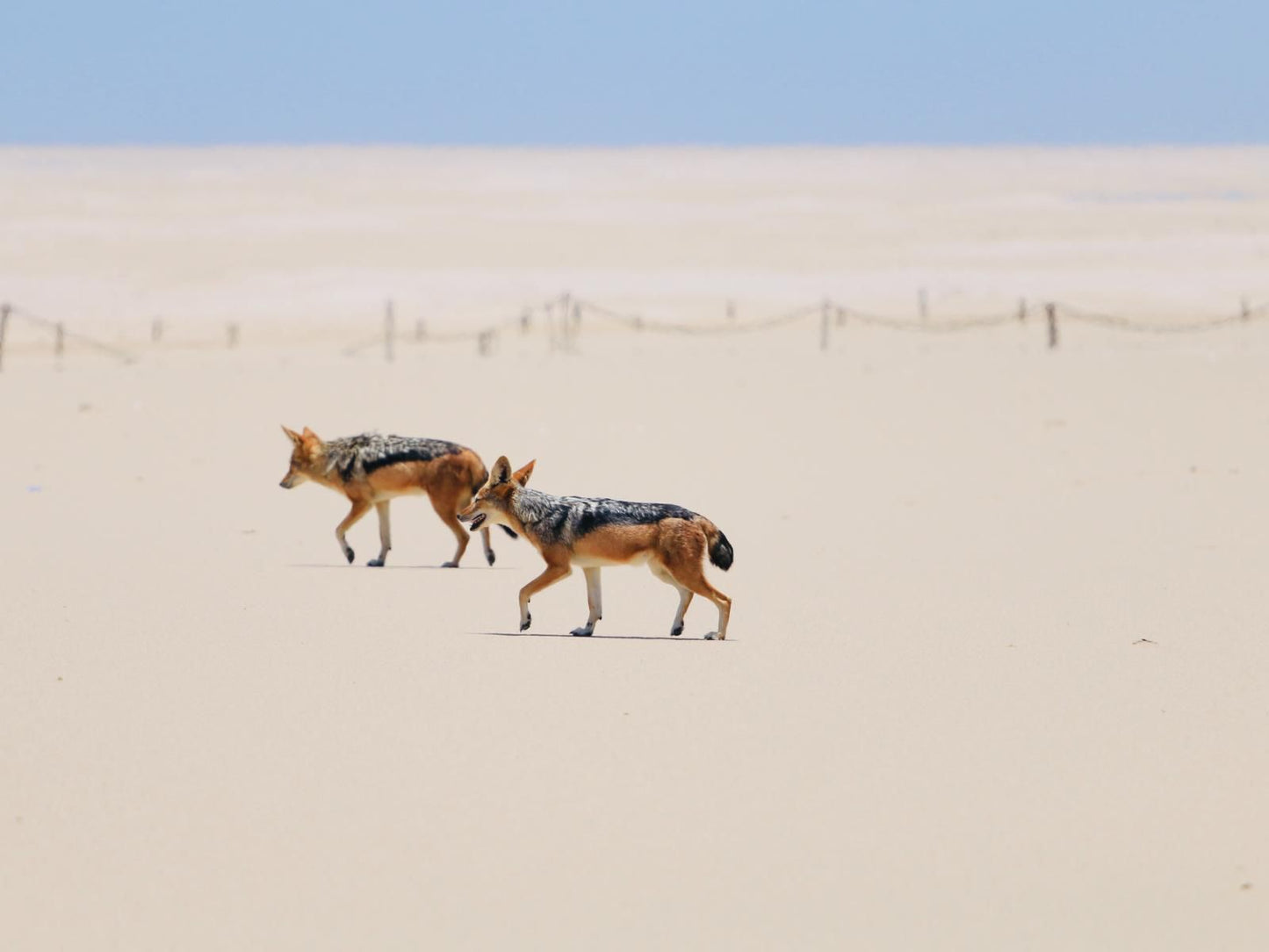 Pelican Point Lodge, Bright, Animal, Desert, Nature, Sand