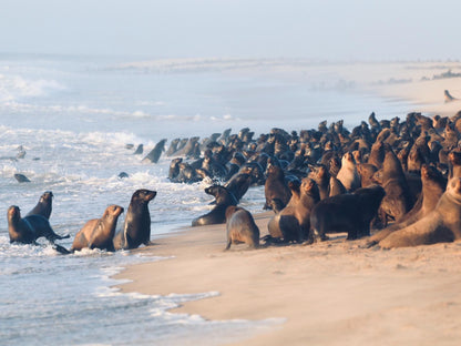 Pelican Point Lodge, Beach, Nature, Sand, Seal, Mammal, Animal, Predator