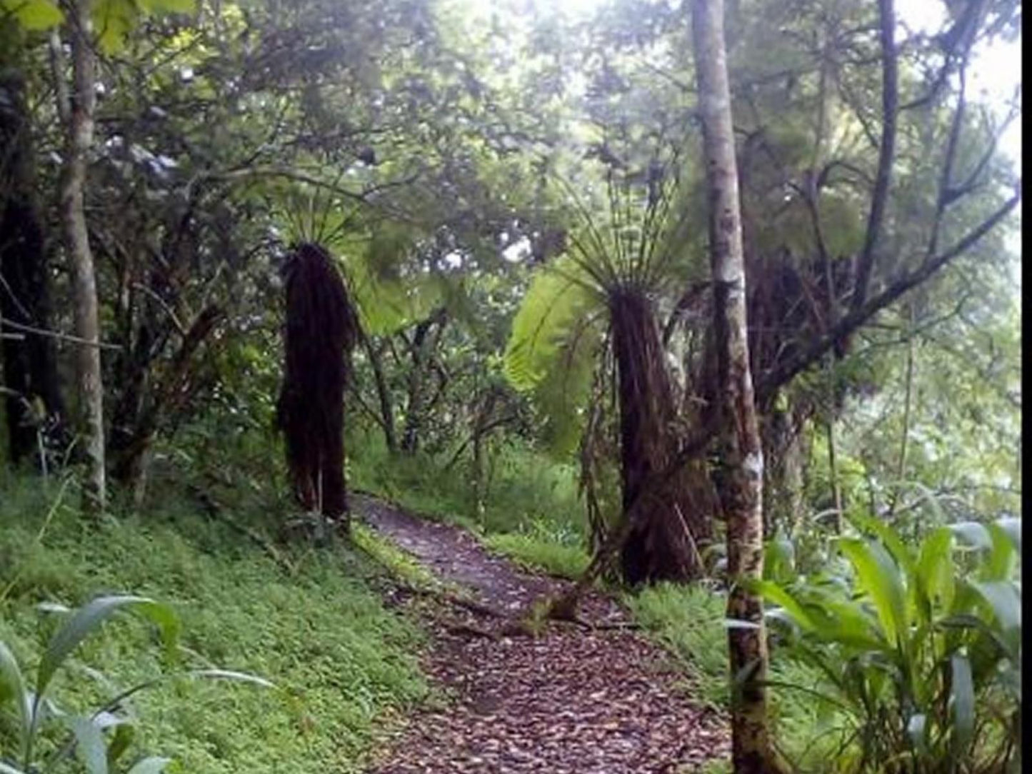 Pendennis Hillcrest Durban Kwazulu Natal South Africa Forest, Nature, Plant, Tree, Wood