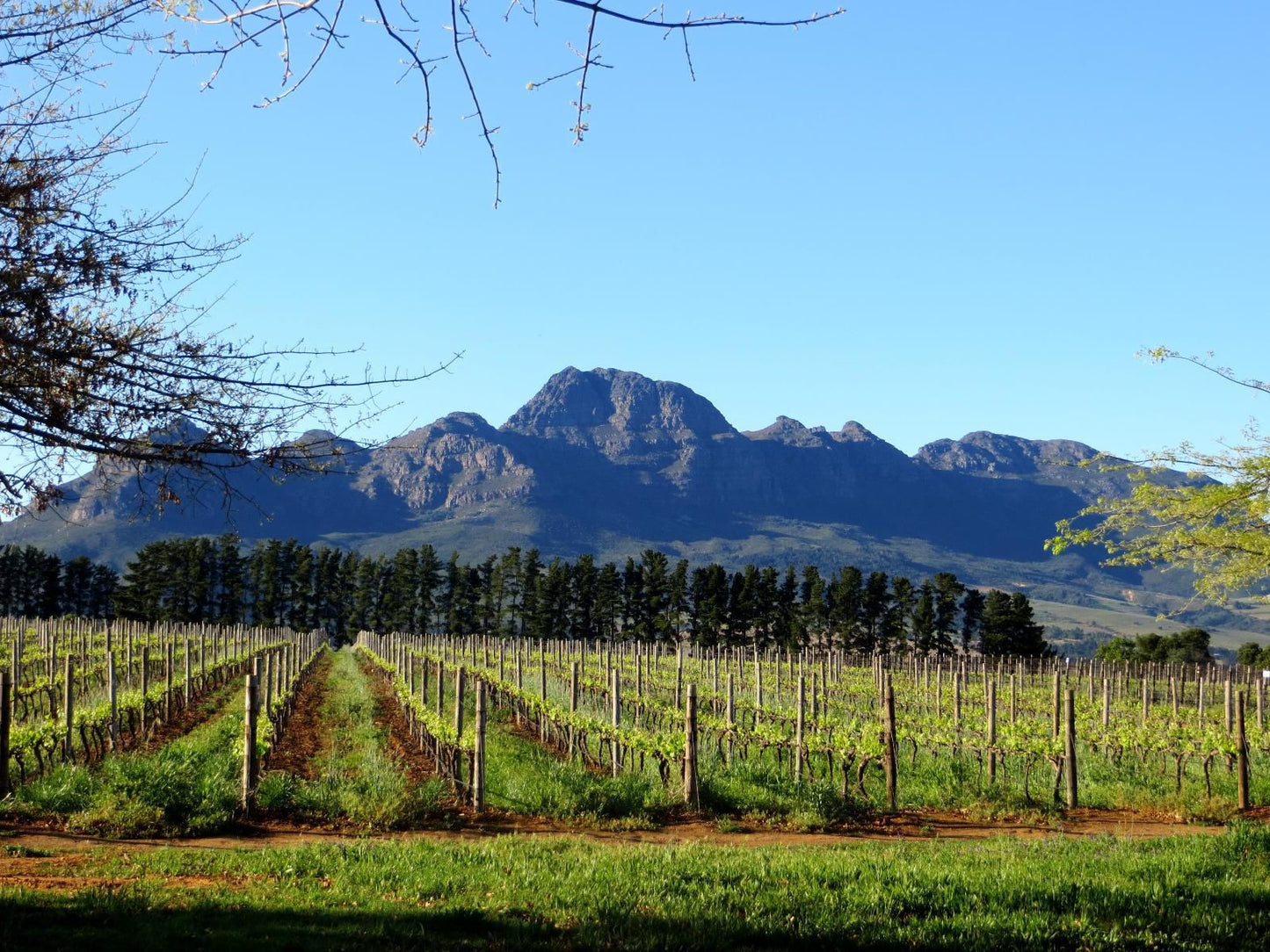 Penelope S Stellenbosch Stellenbosch Western Cape South Africa Complementary Colors, Mountain, Nature